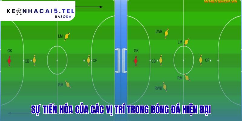 Sự tiến hóa vị trí thể hiện sự khác biệt giữa tiền đạo tiền vệ hậu vệ